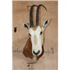 Image 1 : *TEXAS RESIDENTS ONLY* SCIMITAR HORNED ORYX Shoulder Mount