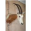 Image 2 : *TEXAS RESIDENTS ONLY* SCIMITAR HORNED ORYX Shoulder Mount