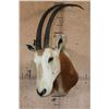 Image 3 : *TEXAS RESIDENTS ONLY* SCIMITAR HORNED ORYX Shoulder Mount
