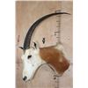 Image 4 : *TEXAS RESIDENTS ONLY* SCIMITAR HORNED ORYX Shoulder Mount