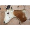 Image 5 : *TEXAS RESIDENTS ONLY* SCIMITAR HORNED ORYX Shoulder Mount