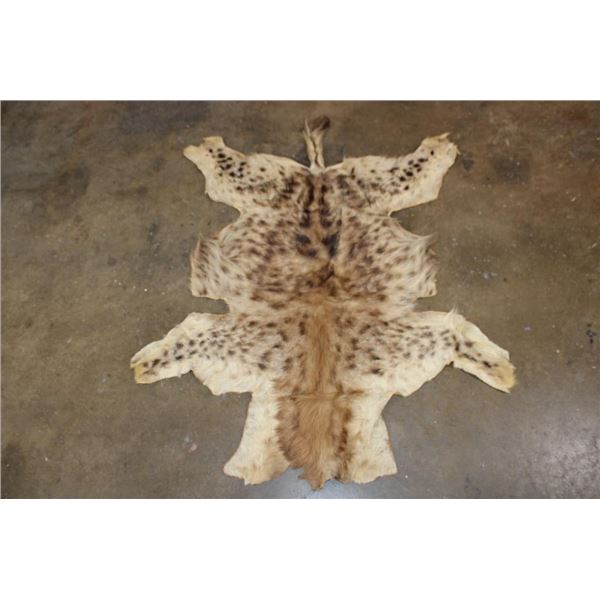 SPOTTED HYENA Hide