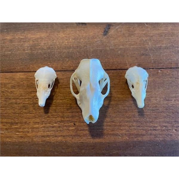 (2) *Rarely Seen* Common NORTH AMERICAN MOLE Skulls and (1) EUROPEAN HEDGEHOG Skull