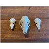 Image 1 : (2) *Rarely Seen* Common NORTH AMERICAN MOLE Skulls and (1) EUROPEAN HEDGEHOG Skull