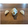Image 2 : (2) *Rarely Seen* Common NORTH AMERICAN MOLE Skulls and (1) EUROPEAN HEDGEHOG Skull