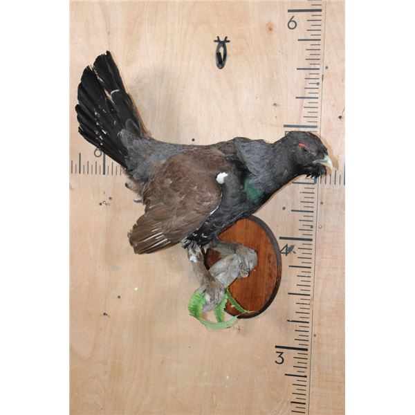 Big WESTERN CAPERCAILLIE on a Wood Plaque