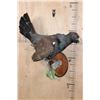 Image 1 : Big WESTERN CAPERCAILLIE on a Wood Plaque