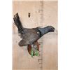 Image 2 : Big WESTERN CAPERCAILLIE on a Wood Plaque