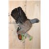 Image 3 : Big WESTERN CAPERCAILLIE on a Wood Plaque