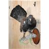 Image 5 : Big WESTERN CAPERCAILLIE on a Wood Plaque