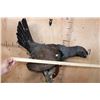 Image 8 : Big WESTERN CAPERCAILLIE on a Wood Plaque