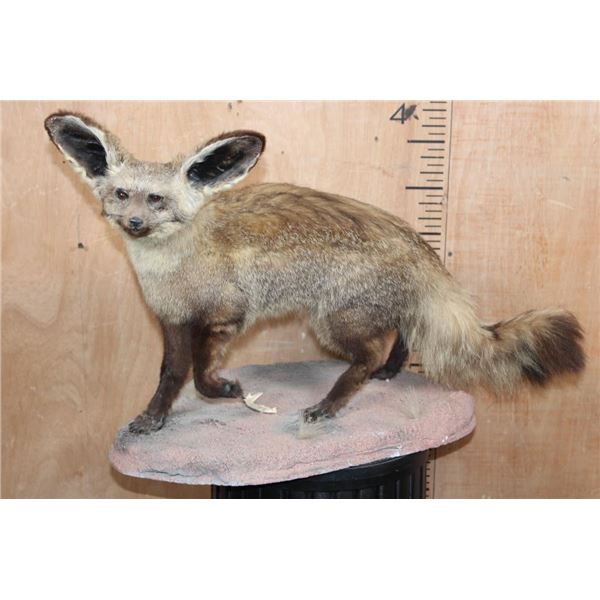 Life-sized BAT-EARED FOX on a Natural Base