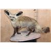 Image 1 : Life-sized BAT-EARED FOX on a Natural Base