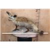 Image 2 : Life-sized BAT-EARED FOX on a Natural Base