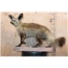 Image 3 : Life-sized BAT-EARED FOX on a Natural Base