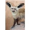 Image 5 : Life-sized BAT-EARED FOX on a Natural Base