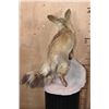 Image 7 : Life-sized BAT-EARED FOX on a Natural Base