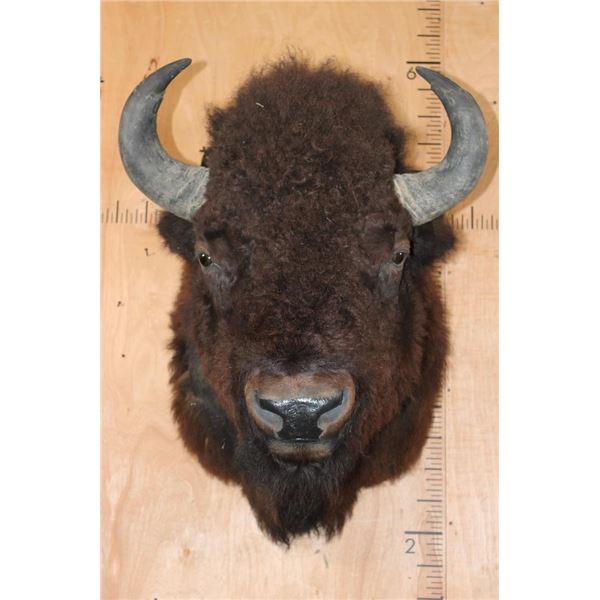 XXL BISON or BUFFALO Shoulder Mount with Massive Horns!
