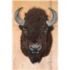 Image 1 : XXL BISON or BUFFALO Shoulder Mount with Massive Horns!