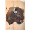 Image 2 : XXL BISON or BUFFALO Shoulder Mount with Massive Horns!