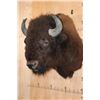 Image 3 : XXL BISON or BUFFALO Shoulder Mount with Massive Horns!