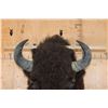 Image 4 : XXL BISON or BUFFALO Shoulder Mount with Massive Horns!
