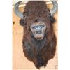 Image 5 : XXL BISON or BUFFALO Shoulder Mount with Massive Horns!