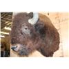 Image 6 : XXL BISON or BUFFALO Shoulder Mount with Massive Horns!
