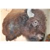 Image 7 : XXL BISON or BUFFALO Shoulder Mount with Massive Horns!