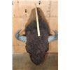 Image 8 : XXL BISON or BUFFALO Shoulder Mount with Massive Horns!