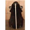 Image 9 : XXL BISON or BUFFALO Shoulder Mount with Massive Horns!