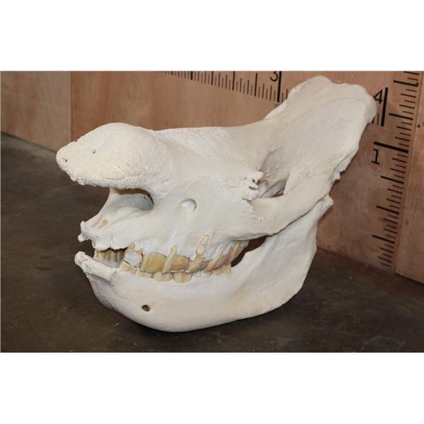 *TEXAS RESIDENTS ONLY* XL WHITE RHINO Skull