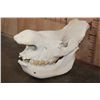 Image 1 : *TEXAS RESIDENTS ONLY* XL WHITE RHINO Skull