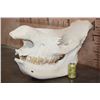 Image 2 : *TEXAS RESIDENTS ONLY* XL WHITE RHINO Skull