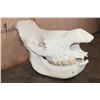 Image 3 : *TEXAS RESIDENTS ONLY* XL WHITE RHINO Skull