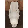 Image 4 : *TEXAS RESIDENTS ONLY* XL WHITE RHINO Skull