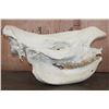 Image 6 : *TEXAS RESIDENTS ONLY* XL WHITE RHINO Skull