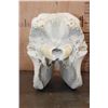 Image 7 : *TEXAS RESIDENTS ONLY* XL WHITE RHINO Skull