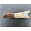 Image 1 : Hand-carved STAG ANTLER Handle of a Polar Bear Head