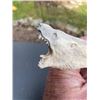 Image 2 : Hand-carved STAG ANTLER Handle of a Polar Bear Head