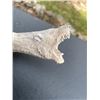 Image 3 : Hand-carved STAG ANTLER Handle of a Polar Bear Head