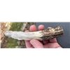 Image 5 : Hand-carved STAG ANTLER Handle of a Polar Bear Head