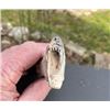 Image 6 : Hand-carved STAG ANTLER Handle of a Polar Bear Head