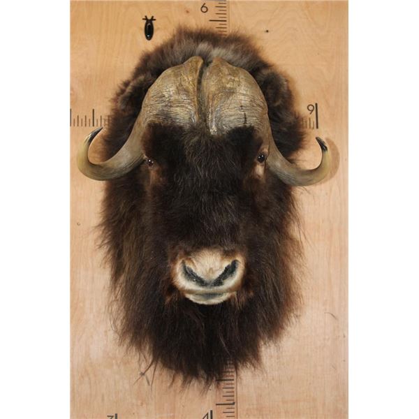 XXL MUSKOX Shoulder Mount