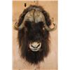 Image 1 : XXL MUSKOX Shoulder Mount