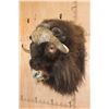 Image 2 : XXL MUSKOX Shoulder Mount