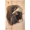 Image 3 : XXL MUSKOX Shoulder Mount