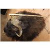 Image 5 : XXL MUSKOX Shoulder Mount