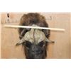 Image 6 : XXL MUSKOX Shoulder Mount
