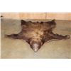 Image 1 : Big Cinnamon Phase BLACKBEAR Hide or BLACKBEAR Rug with Carpet Backing and Leather Piping